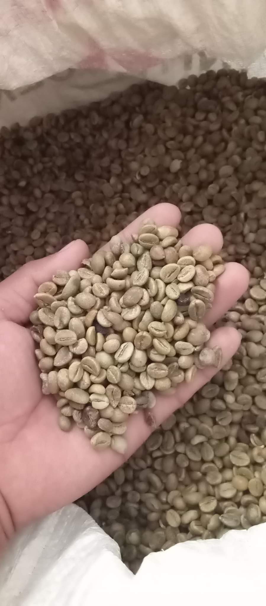 Robusta